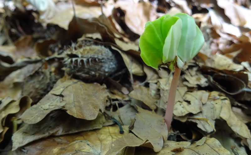 Plantule di....Fagus sylvatica